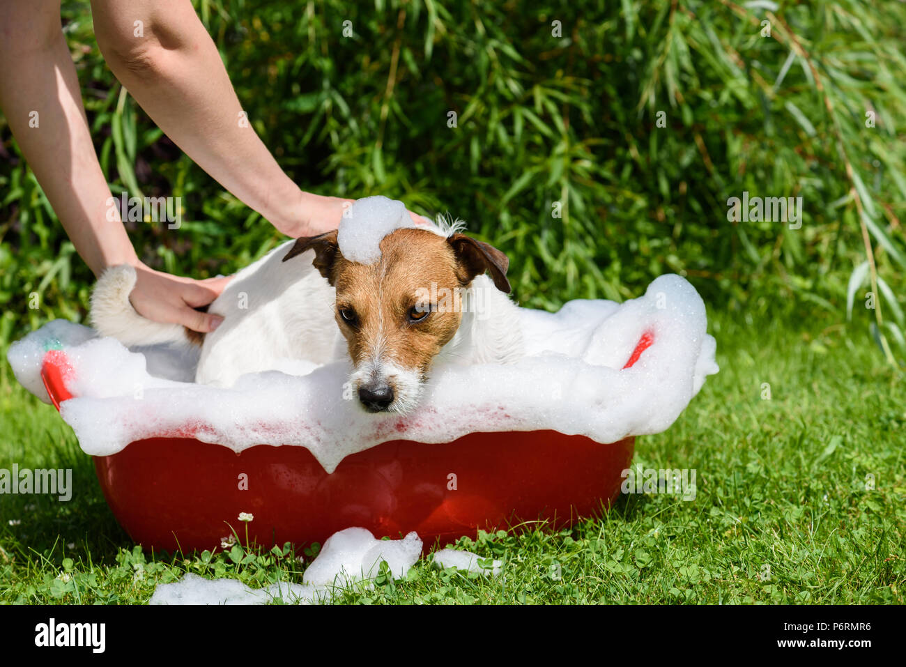 Pet spa care: dog takes a bath at hot summer day Stock Photo