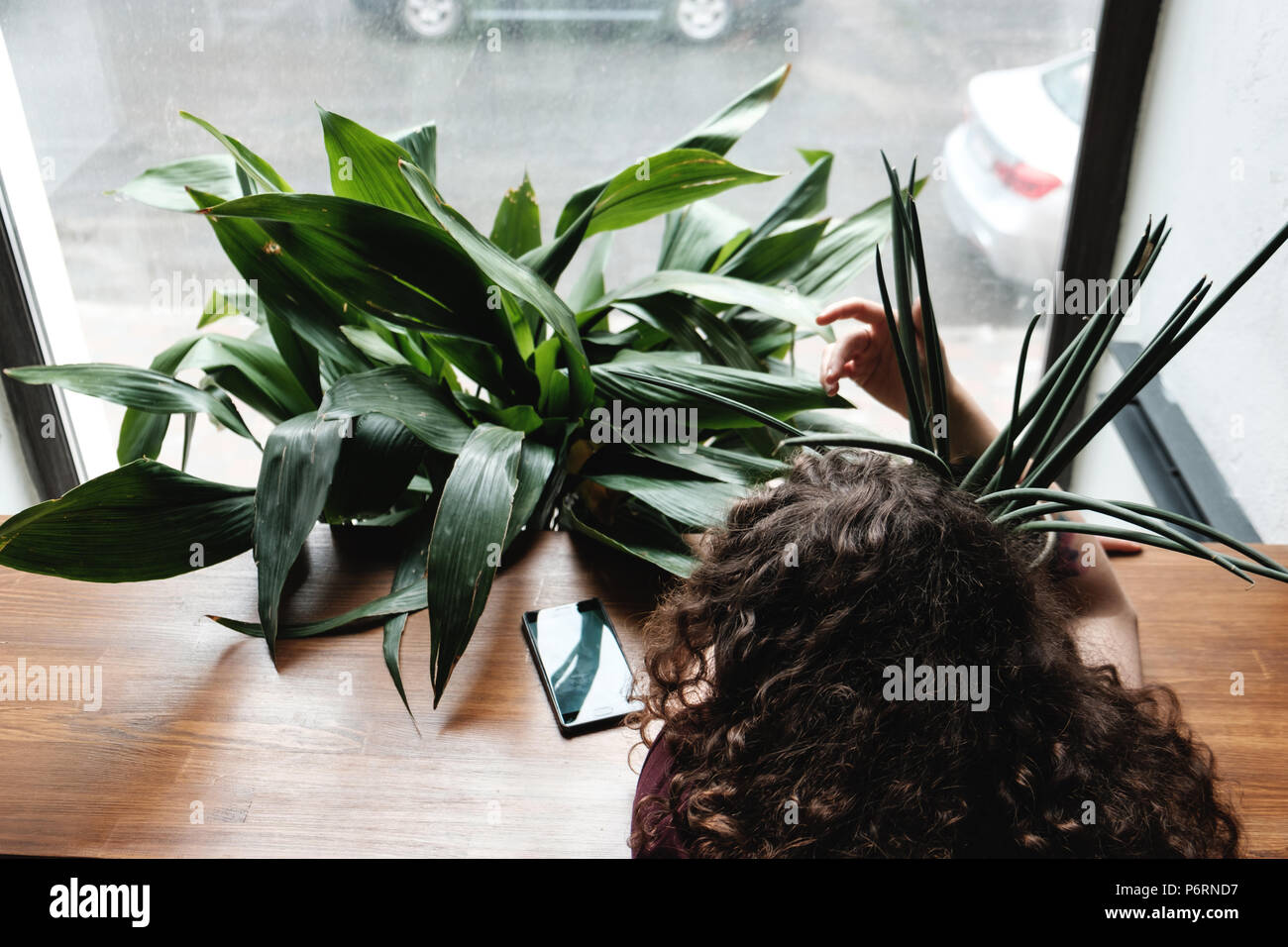 beautiful young brunette girl with a green plant in pot Stock Photo - Alamy