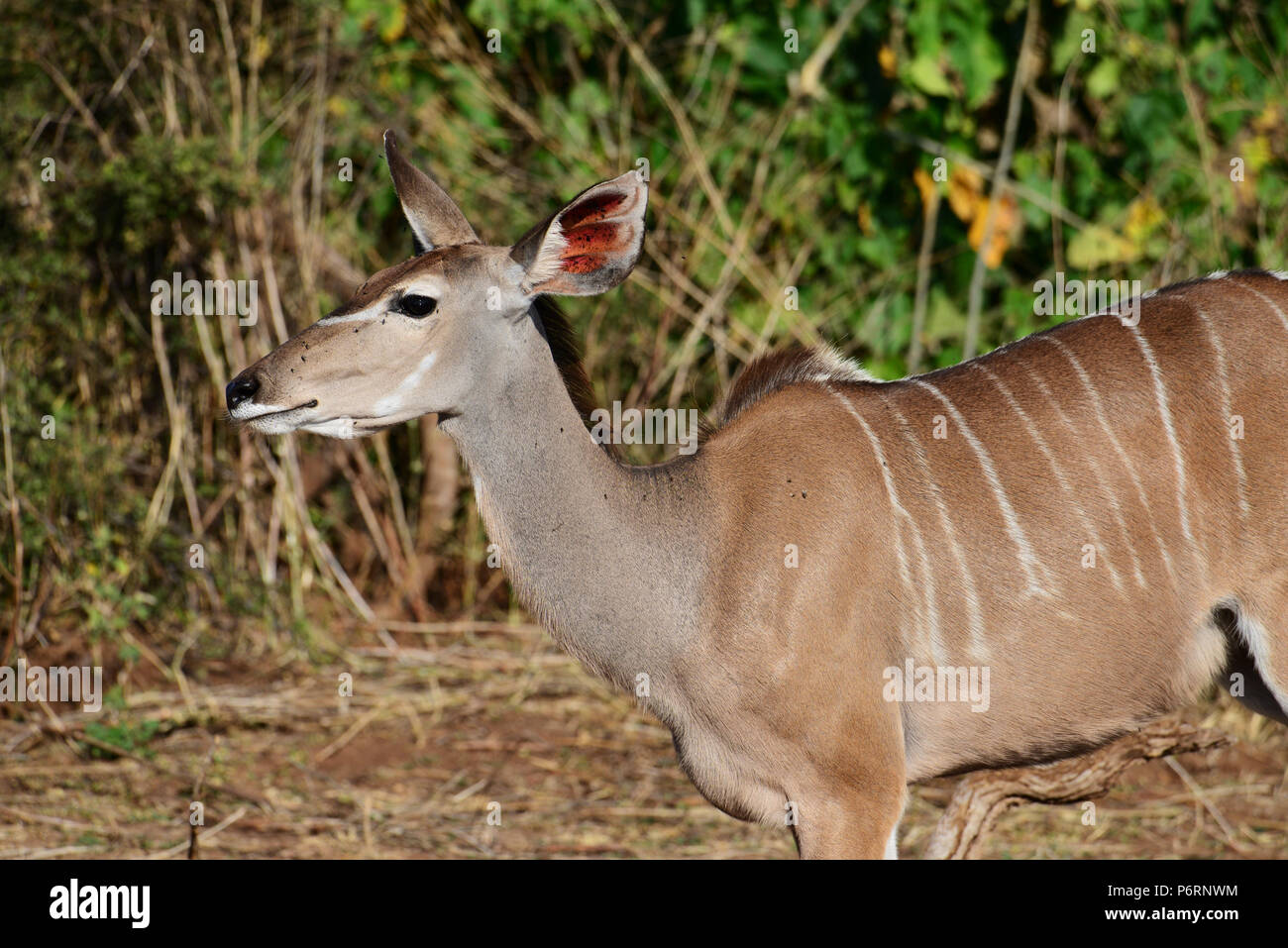 Female kudu with one ear back Stock Photo