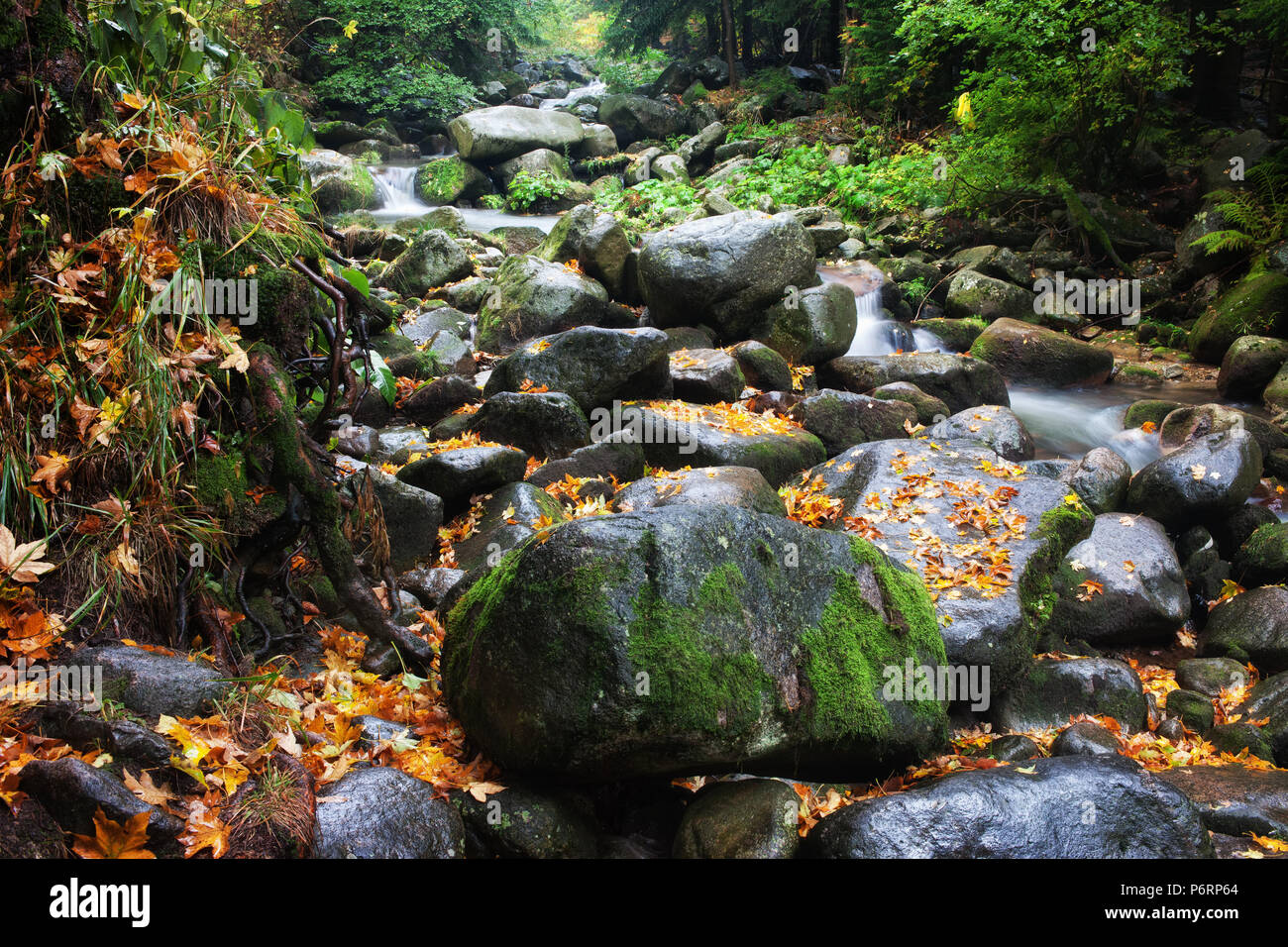 Stream in mountain forest with mossy boulder rocks and fallen leaves, nature wilderness in Karkonosze Mountains, Sudetes, Poland Stock Photo