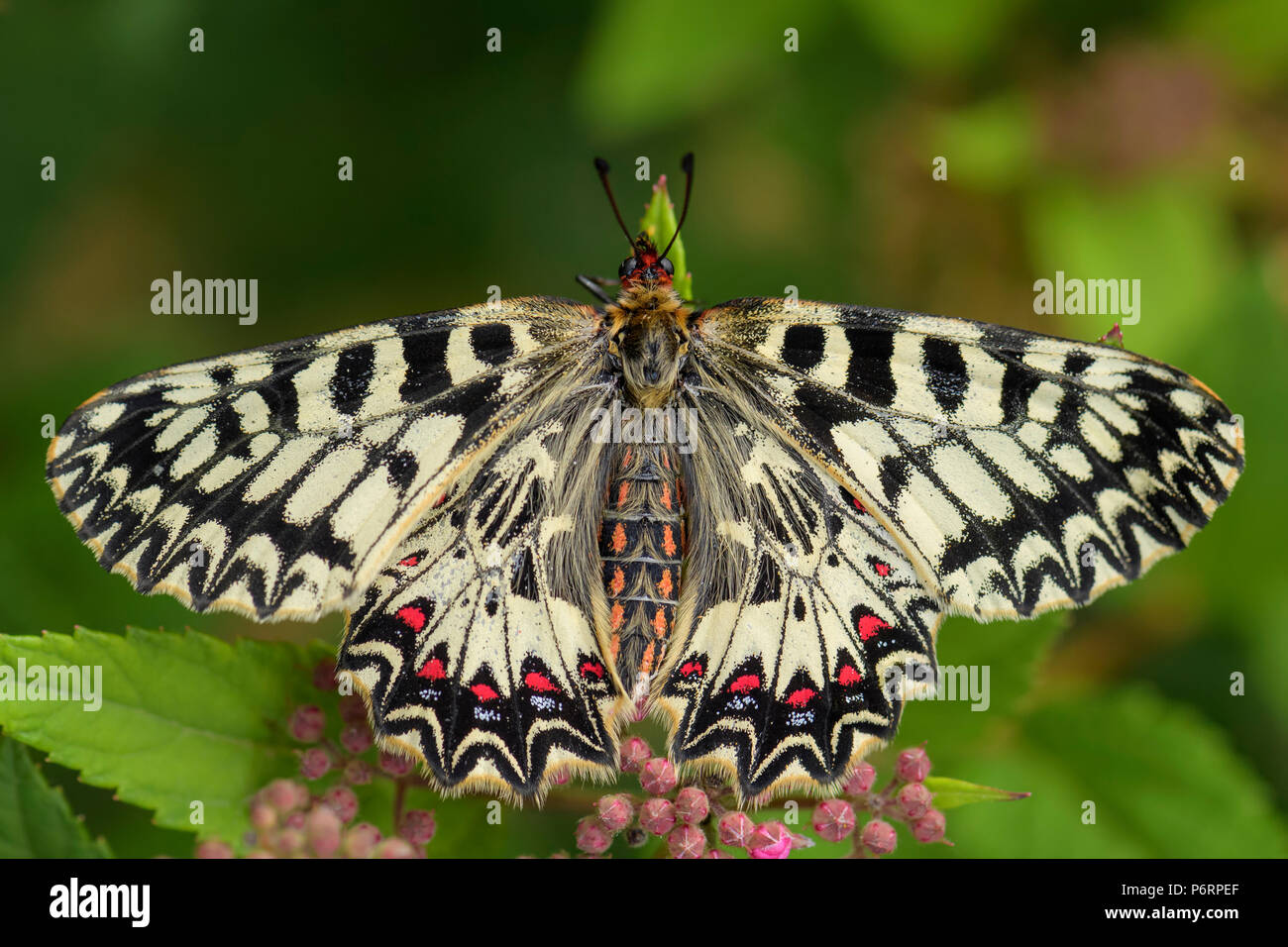 Southern Festoon butterfly - Zerynthia polyxena, beautiful colored rare butterfly from European meadows and grasslands. Stock Photo