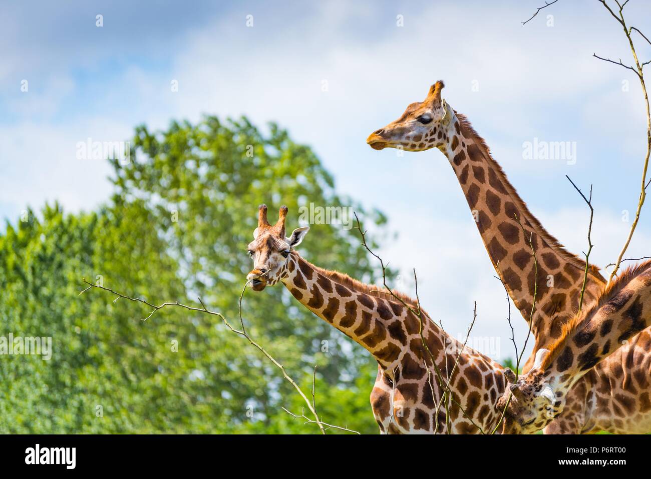 Giraffe eating leaves tall tree hi-res stock photography and images - Alamy
