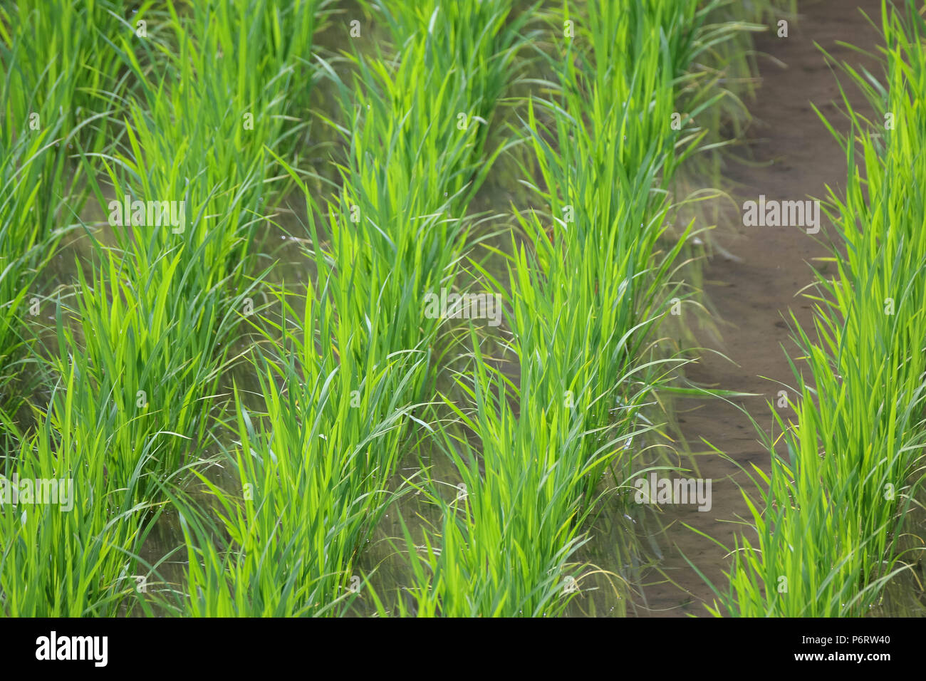 Freshly planted rice rows in flooded field Stock Photo