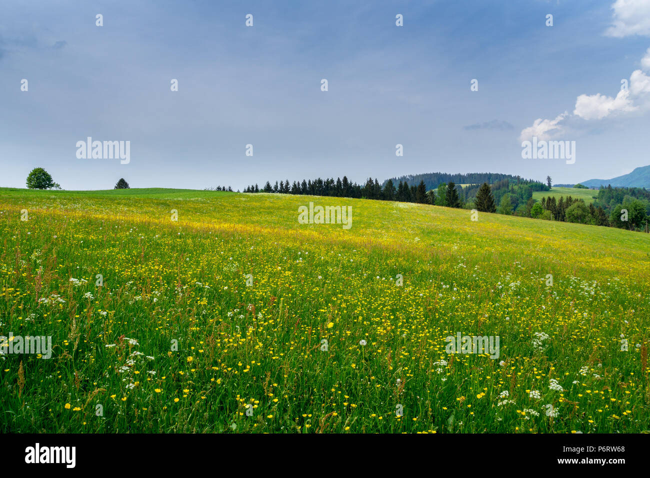 Germany, Recreation and vacation area of black forest near St Peter Stock Photo