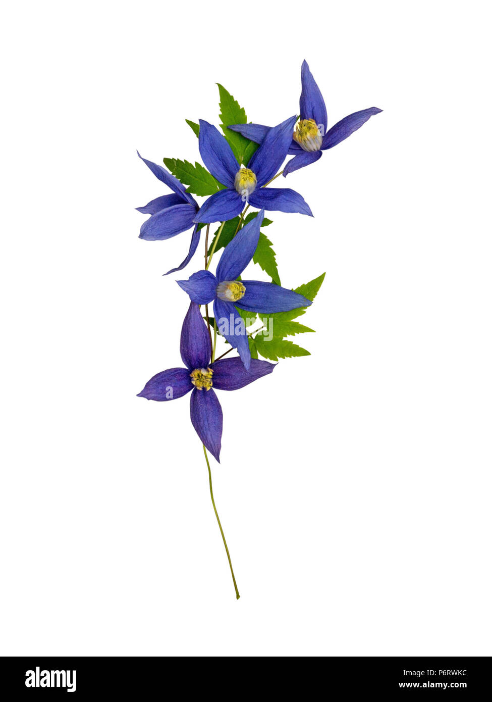Dark violet clematis alpina flowers garland isolated on white Stock Photo