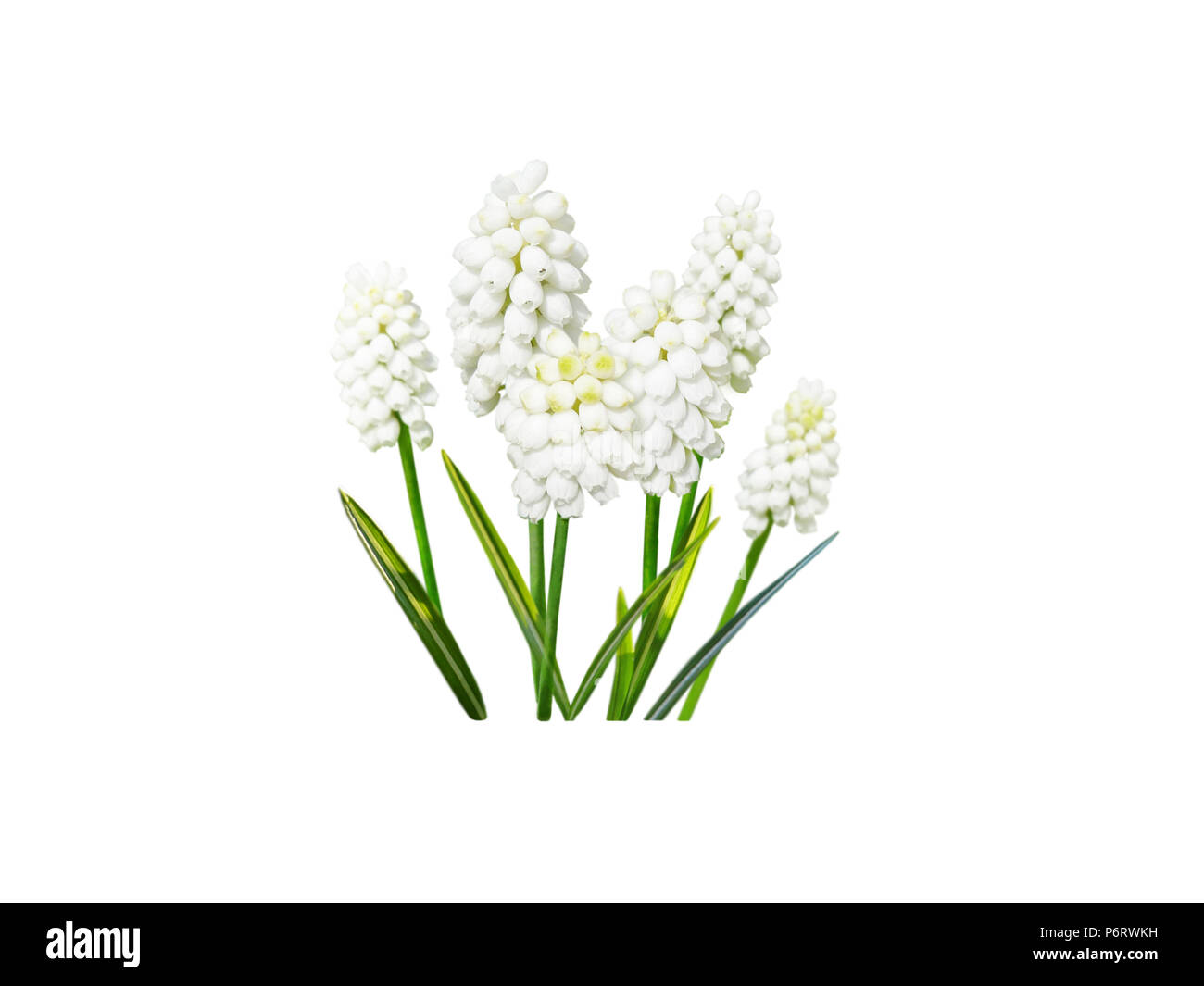 Muscari or grape hyacinth white flowers isolated on white Stock Photo