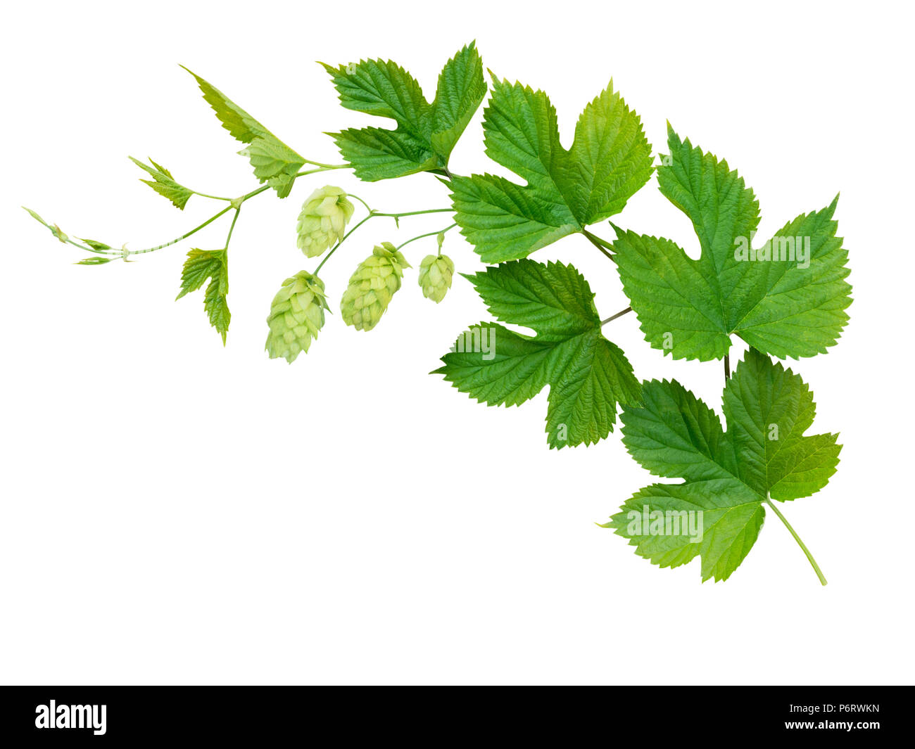 Hop branch with leaves and flowers isolated on white Stock Photo Alamy