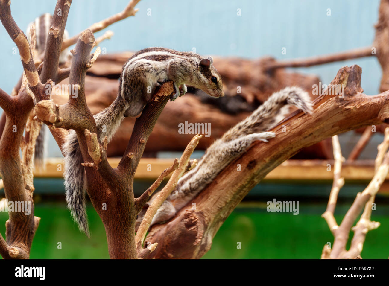 https://c8.alamy.com/comp/P6RY8R/chipmunks-playing-on-dry-tree-branches-in-a-zoo-P6RY8R.jpg