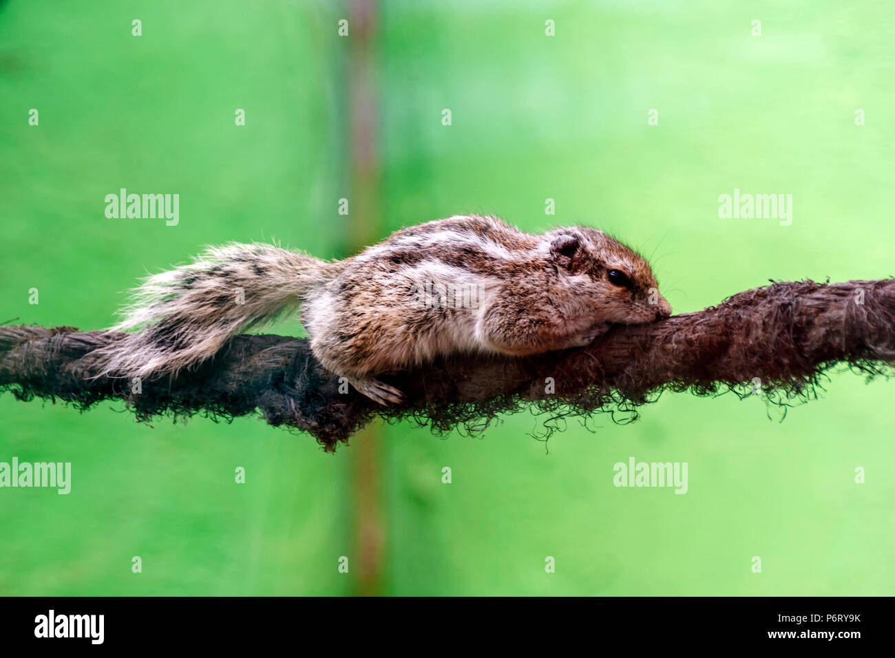 Chipmunk creeping on a tight rope on a single-tone background Stock Photo