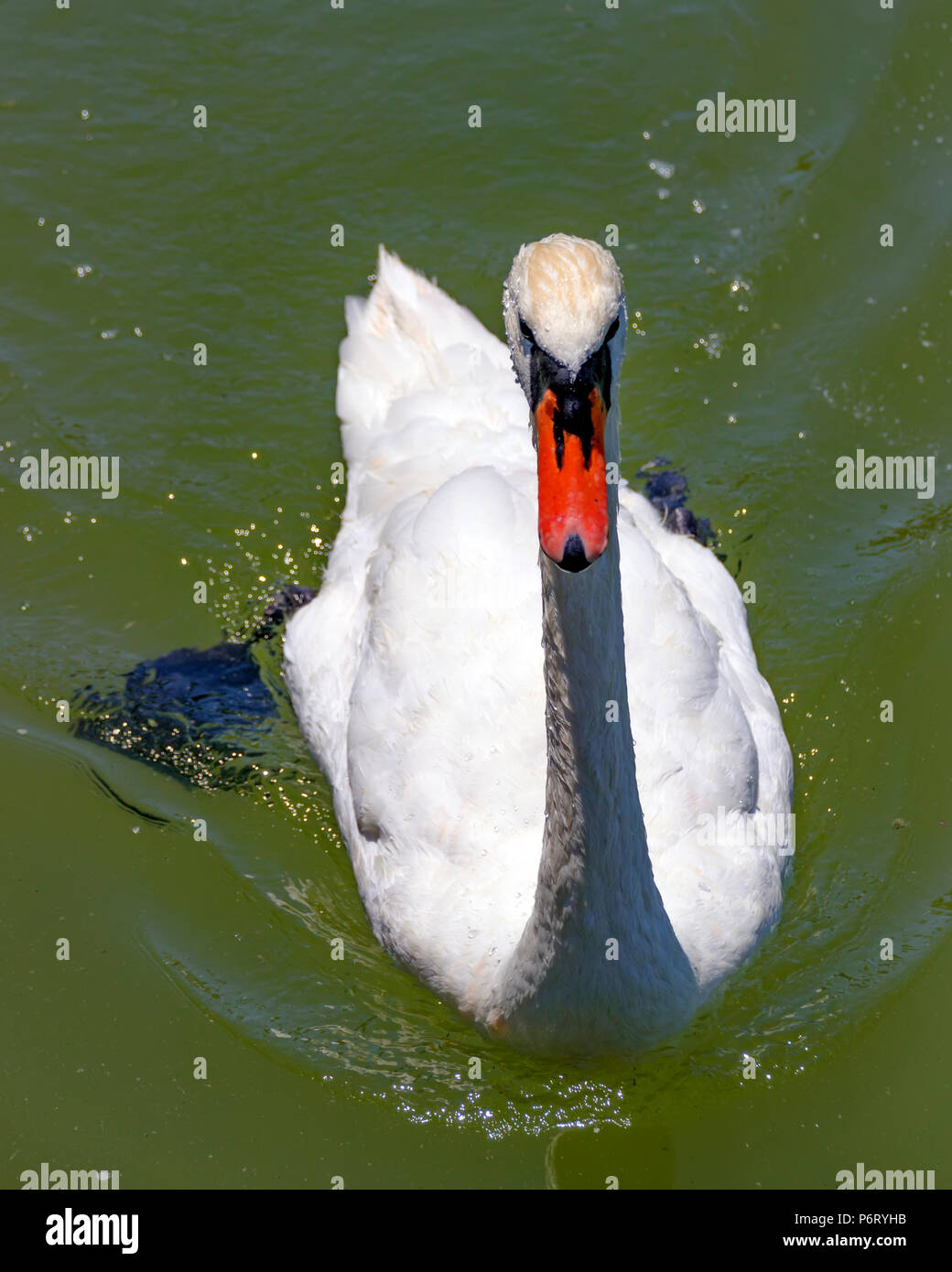 White swan floating in the transparent pond water Stock Photo - Alamy