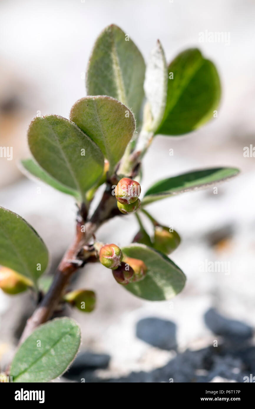 Wild Cotoneaster or Cotoneaster cambricus growing on The Great Ormes Head in North Wales on the 5th of May 2018 Stock Photo