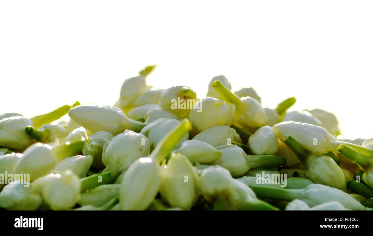 Closeup Indian jasmine buds on white background Stock Photo Alamy