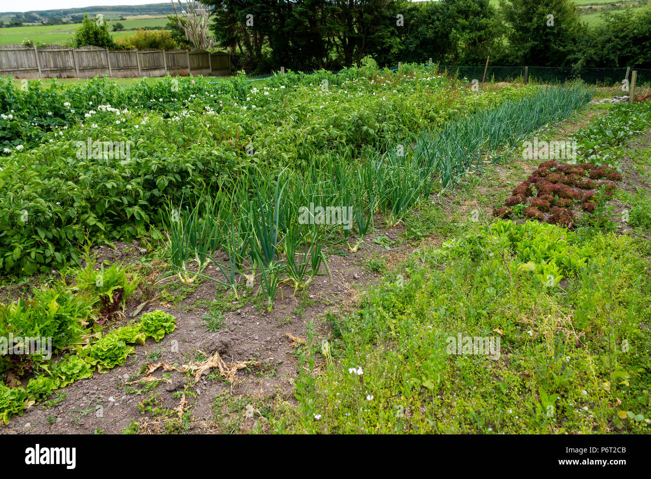 garden vegetable plot growing onions, potatoes, salad crops, peas, and lettuce. Stock Photo