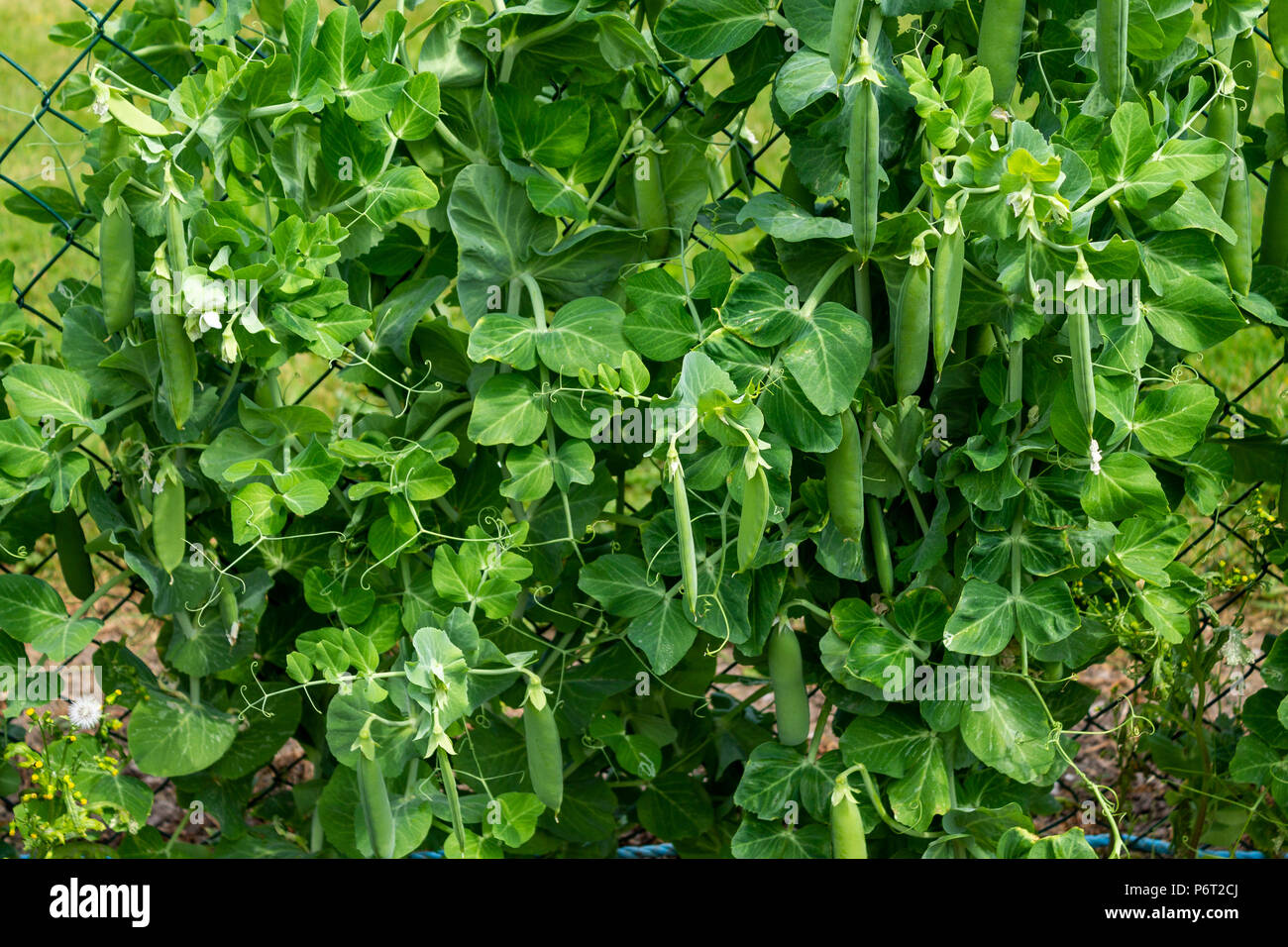 garden peas growing up a wire fence for support Stock Photo Alamy
