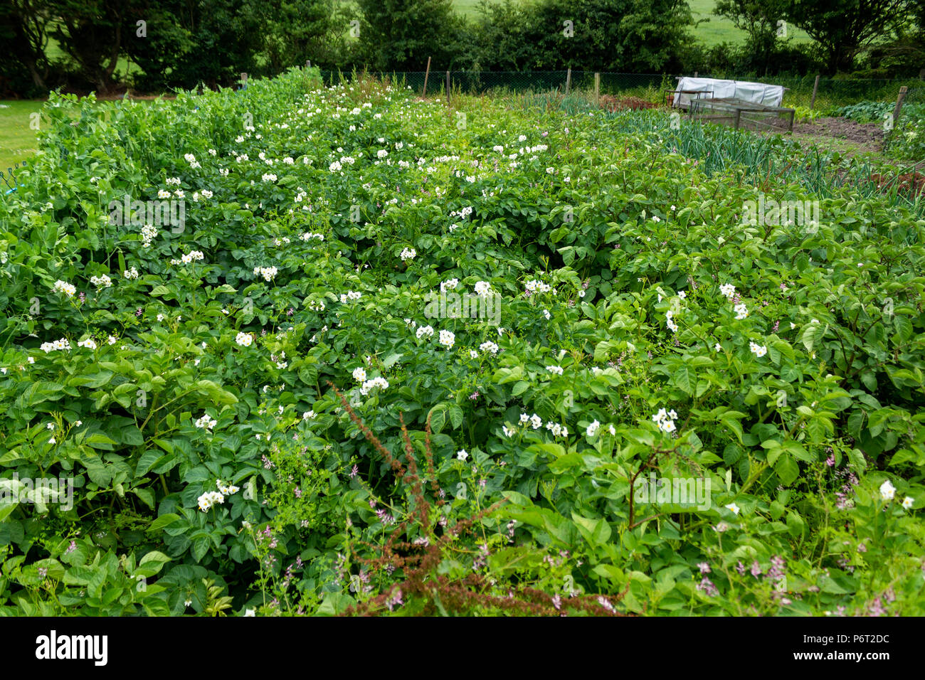 garden vegetable plot growing onions, potatoes, salad crops, peas, and lettuce. Stock Photo