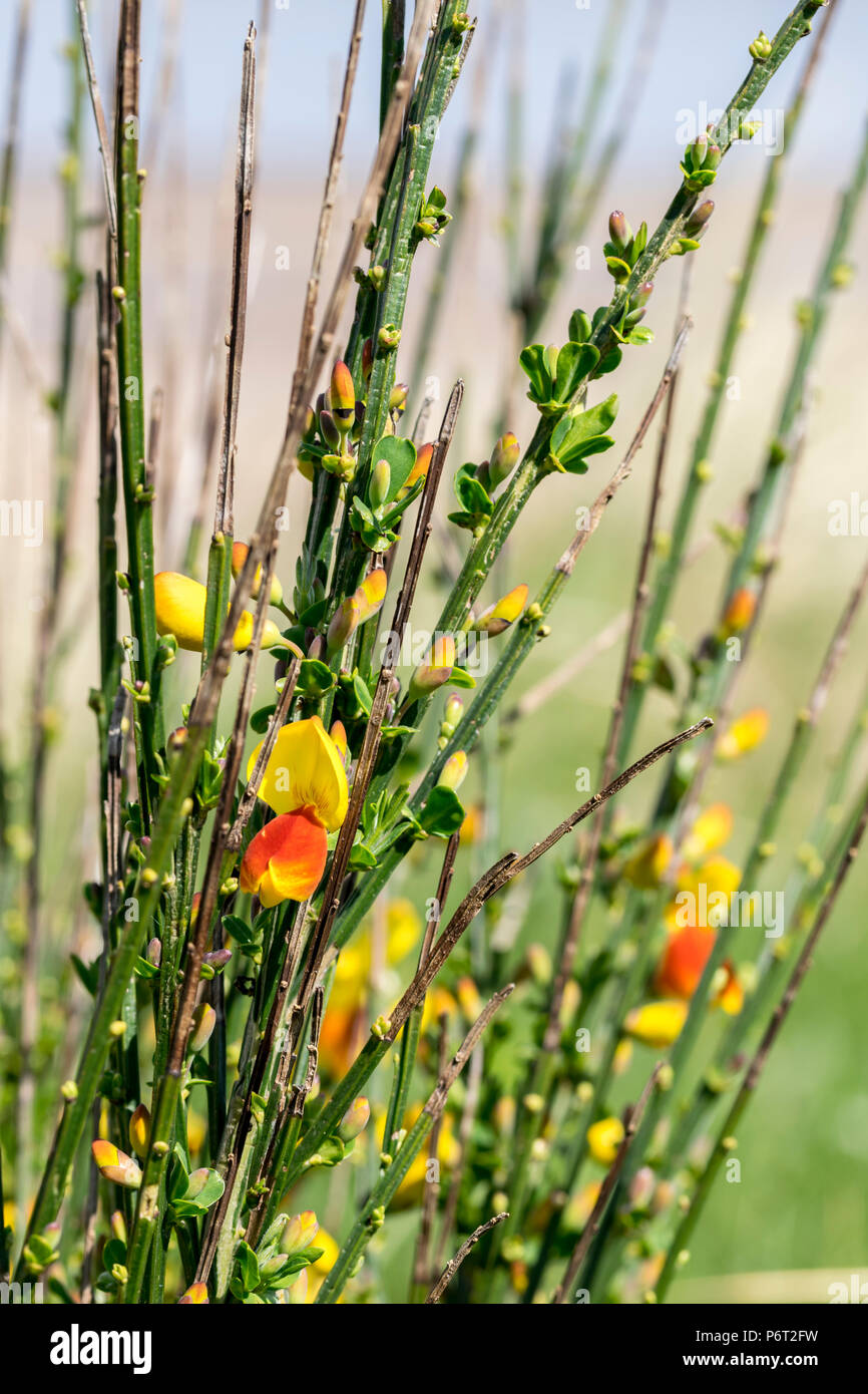 Broom Cytisus scoparius in full spring flower Stock Photo