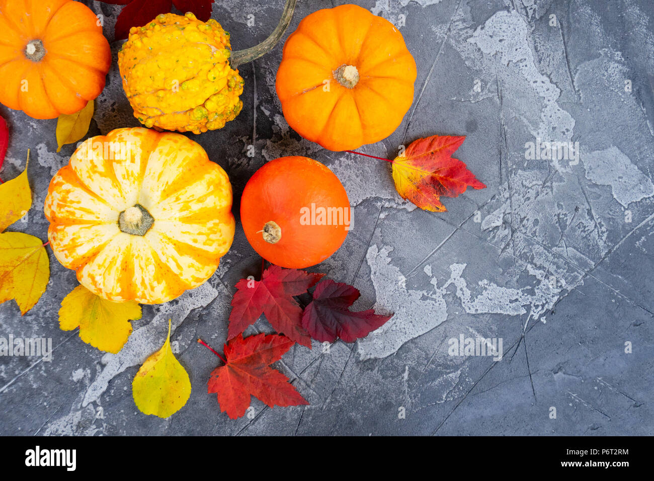 Harvest of pumpkins Stock Photo - Alamy