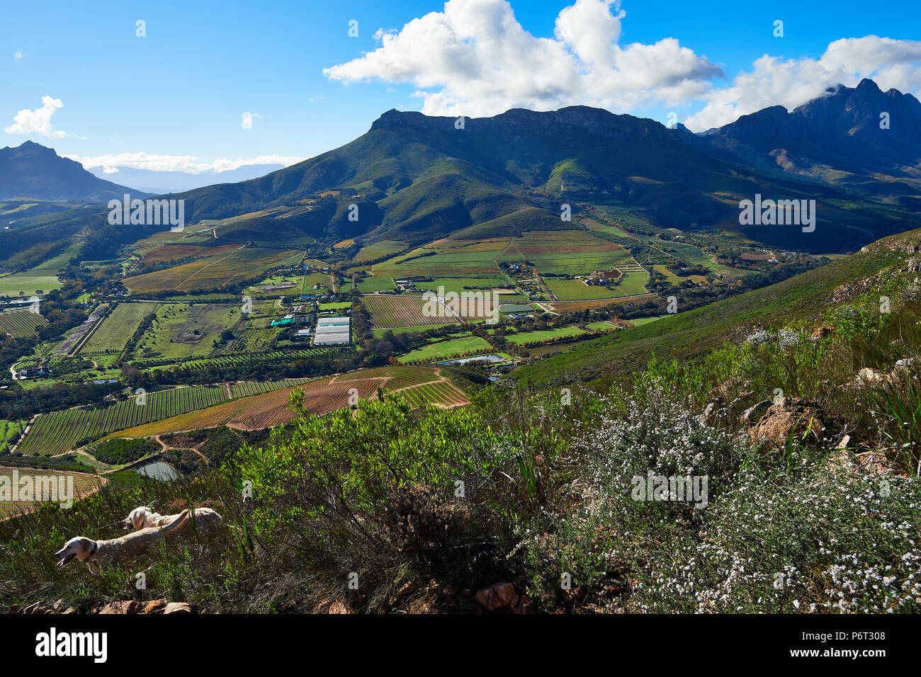 Simonsberg mountains from Stellenbosch Mountain Stock Photo