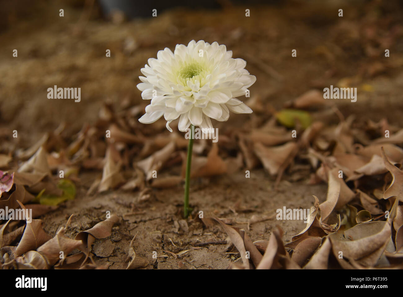 A white Chrysanthemum flower growing in a garden surrounded by dead