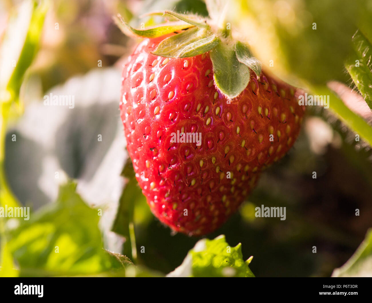 Big red ripe strawberry growth in the garden Stock Photo - Alamy