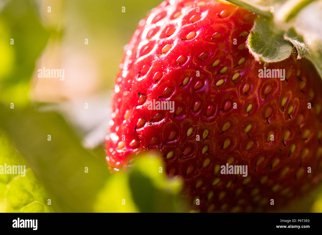 Big red ripe strawberry growth in the garden Stock Photo - Alamy