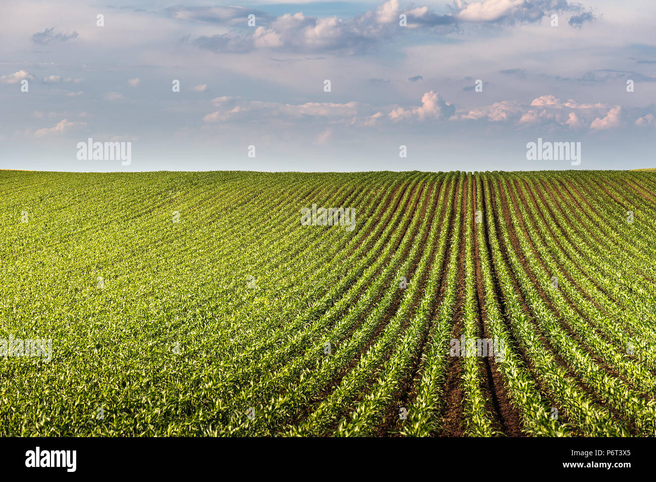 Plant of young green corn at field Stock Photo - Alamy