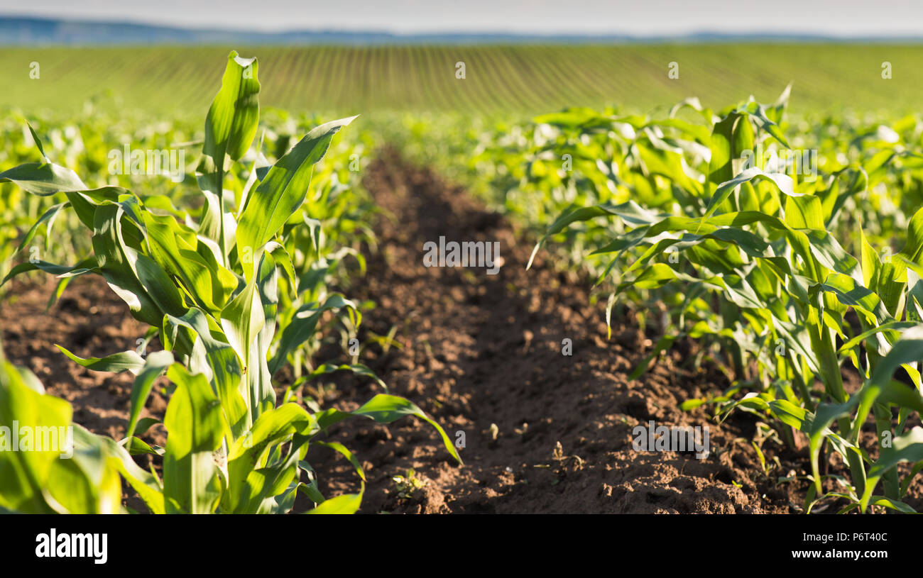 Plant of young green corn at field Stock Photo - Alamy