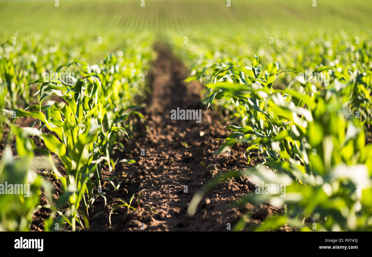 Plant of young green corn at field Stock Photo - Alamy