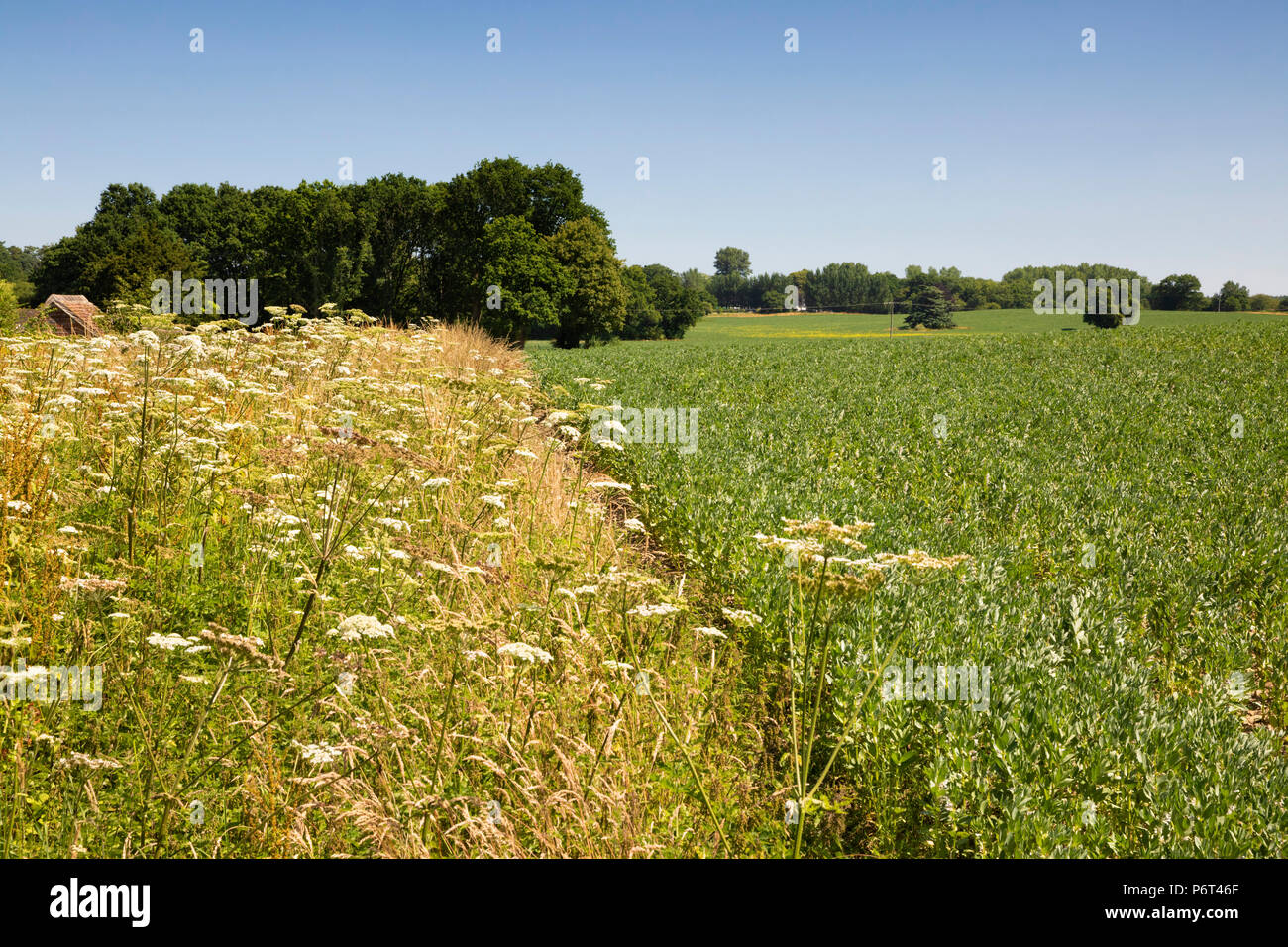 Crop field with wild flower margin to encourage natural flora and fauna, near Newbury, West Berkshire, England, United Kingdom, Europe Stock Photo