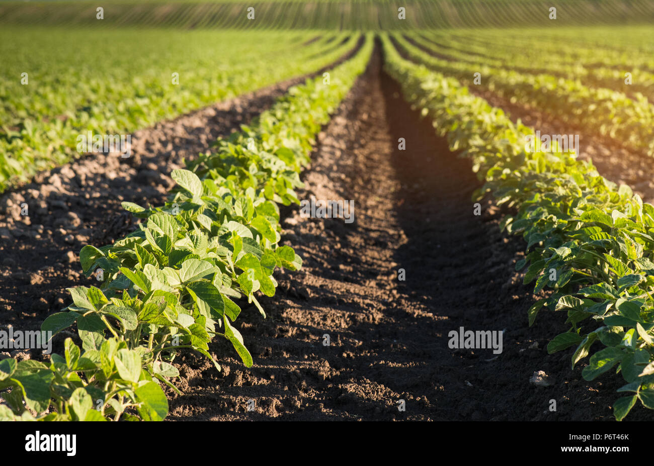 Soybean field ripening at spring season Stock Photo - Alamy