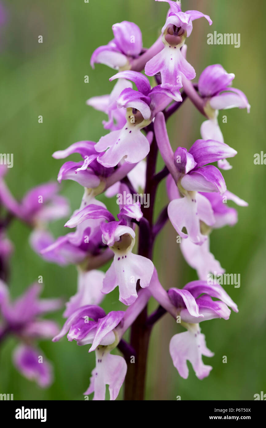 Early-purple Orchid Orchis mascula Stock Photo