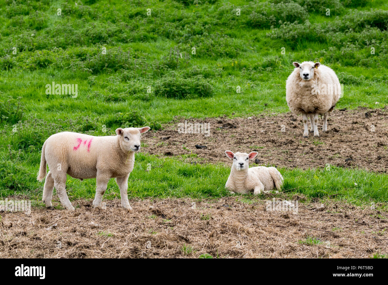 North Wales Sheep with lambs Stock Photo - Alamy