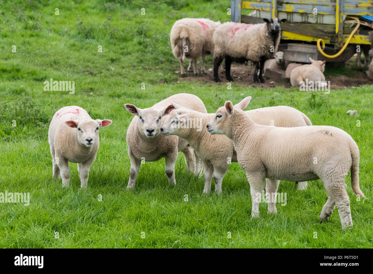 North Wales Sheep with lambs Stock Photo - Alamy