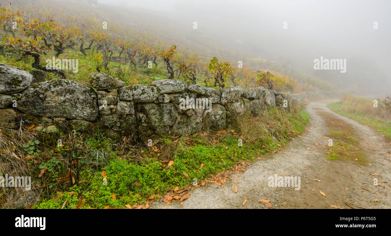 Rural road among vineyards covered with fog in the Ribeira Sacra, Chantada Stock Photo