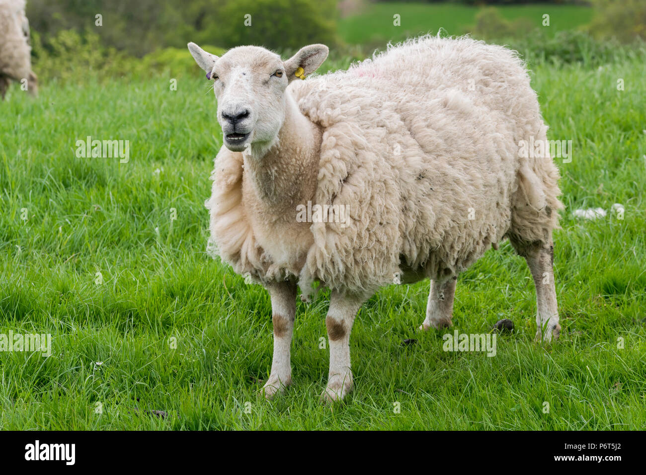 North Wales Sheep with lambs Stock Photo - Alamy