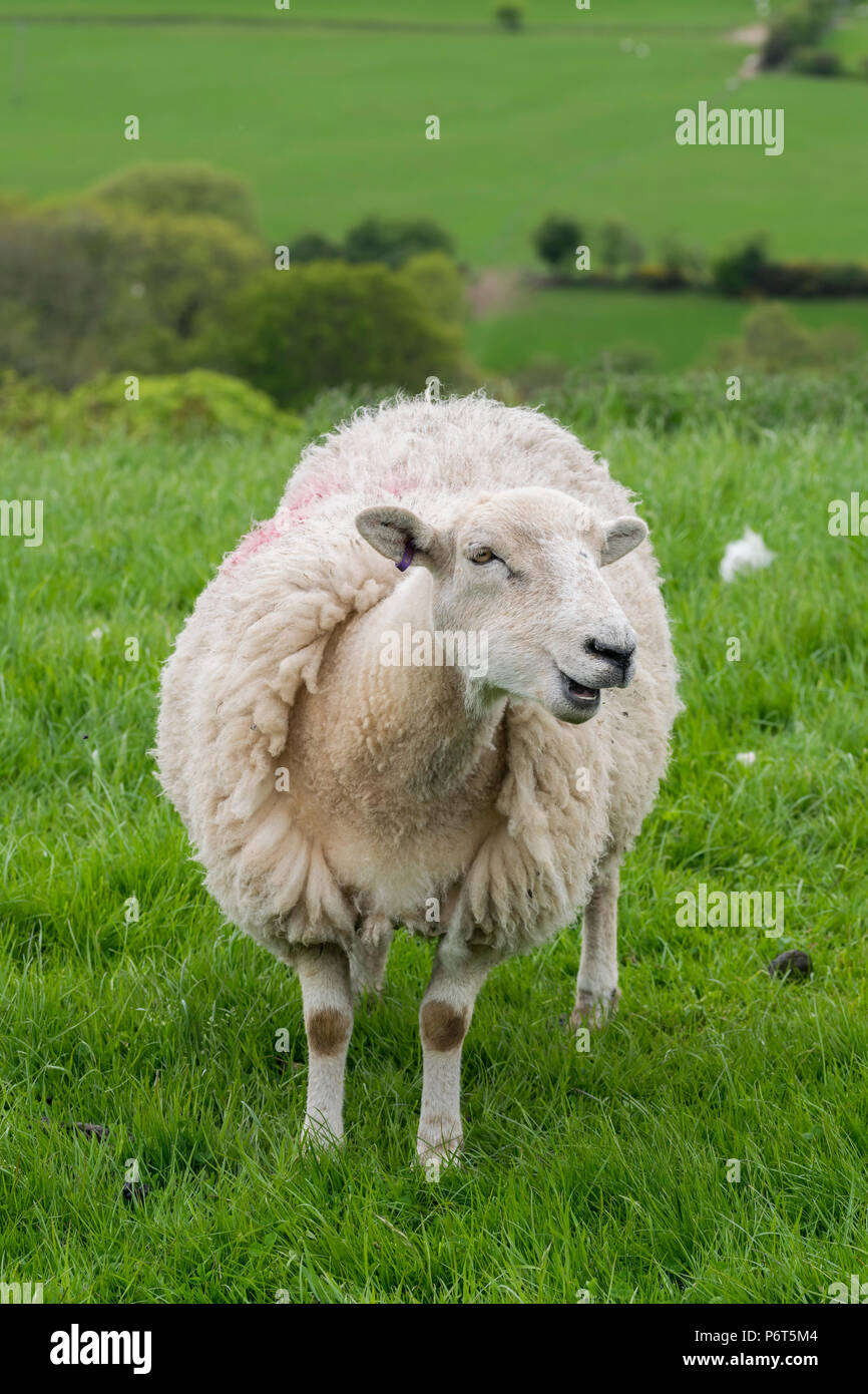 North Wales Sheep with lambs Stock Photo - Alamy