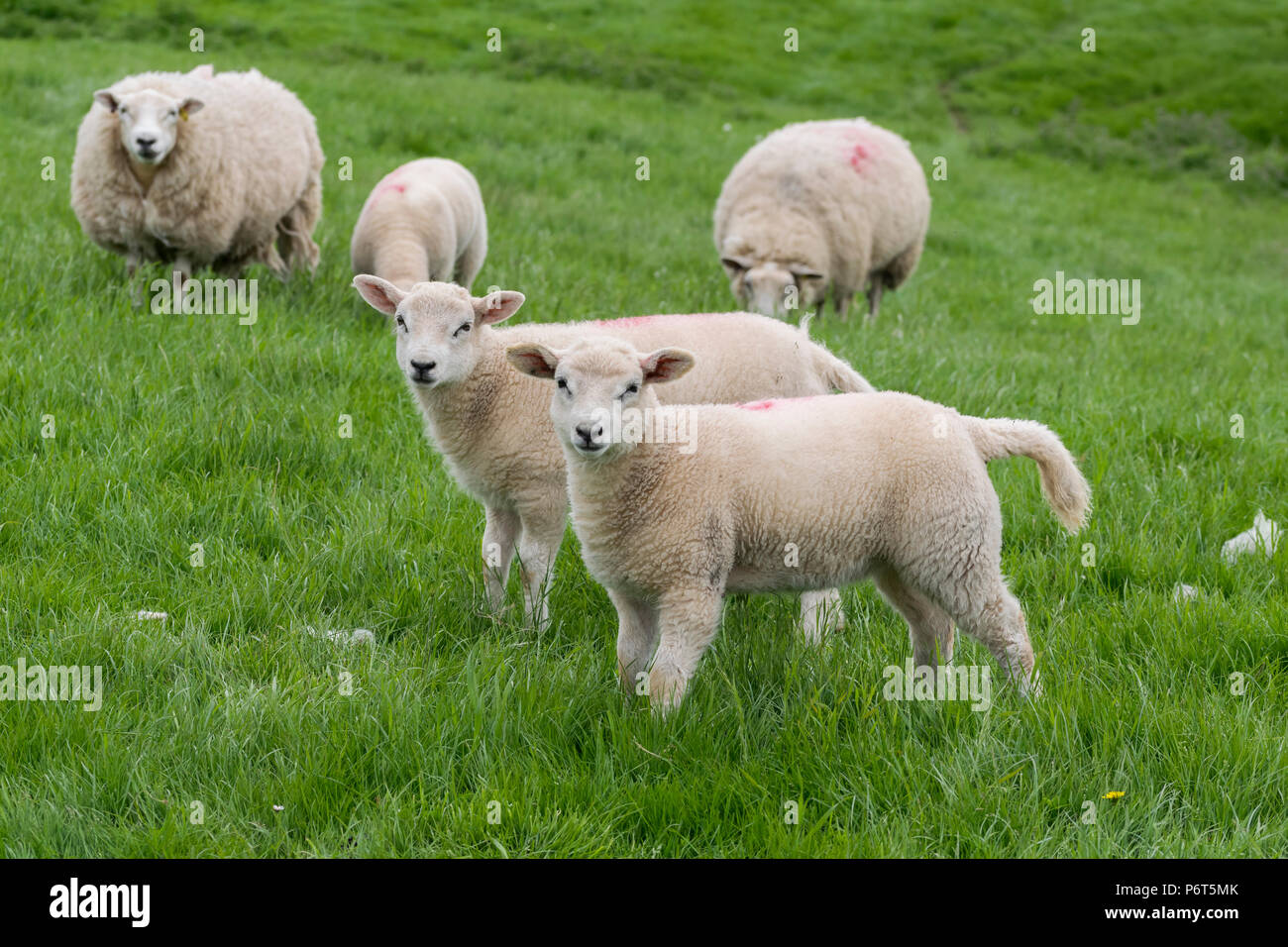 North Wales Sheep with lambs Stock Photo - Alamy