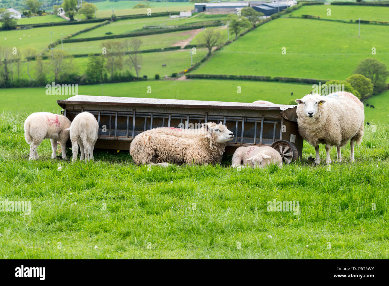North Wales Sheep with lambs Stock Photo - Alamy