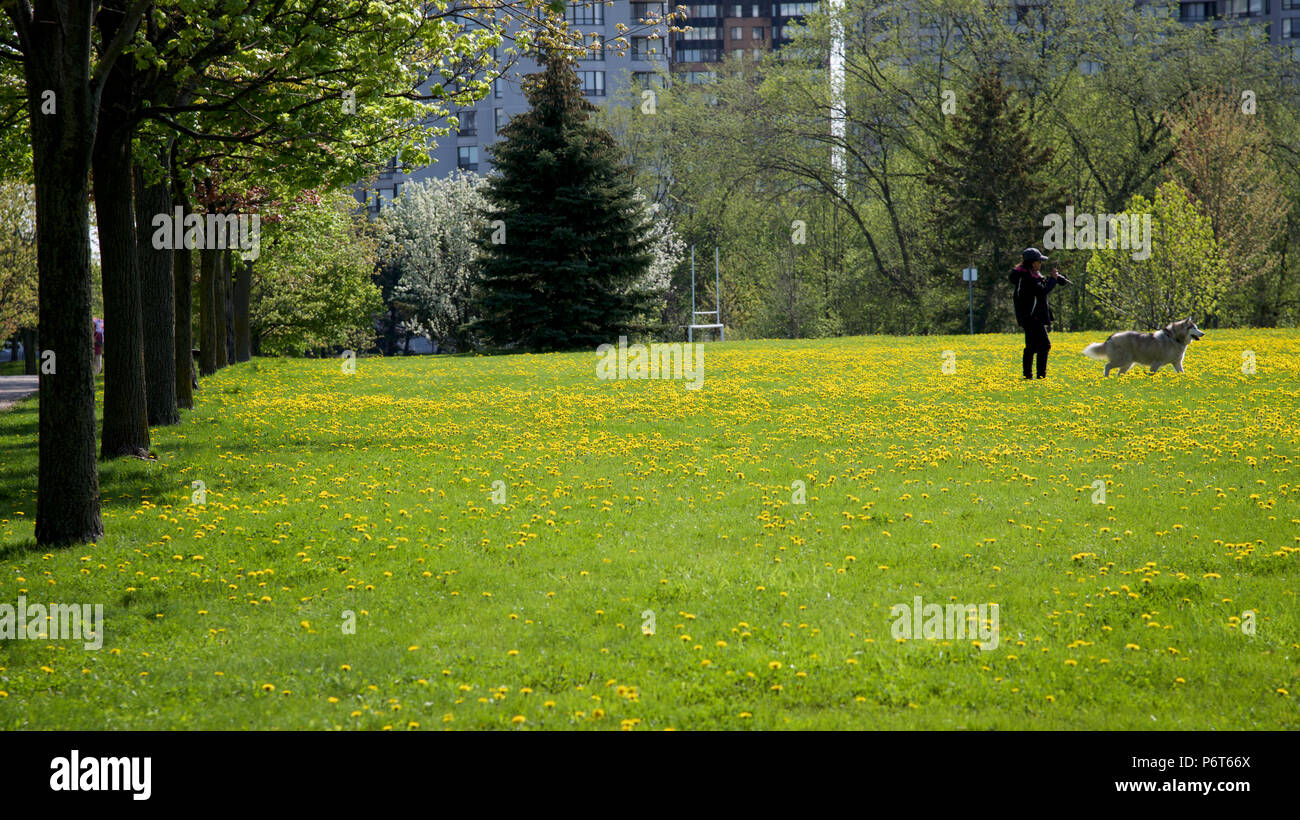 woman walking the dog in the park with dandelion field Stock Photo