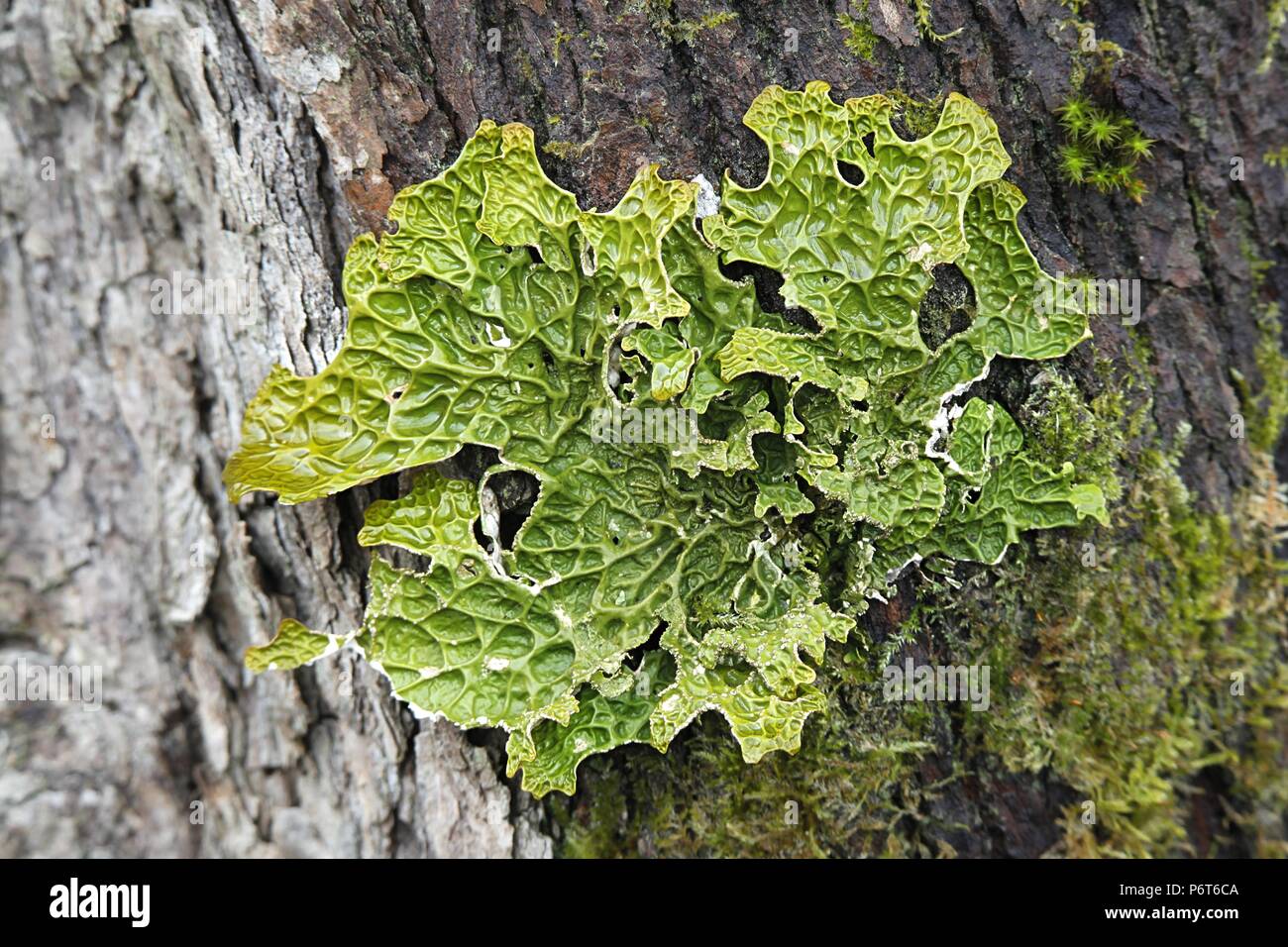 Lung moss hires stock photography and images Alamy