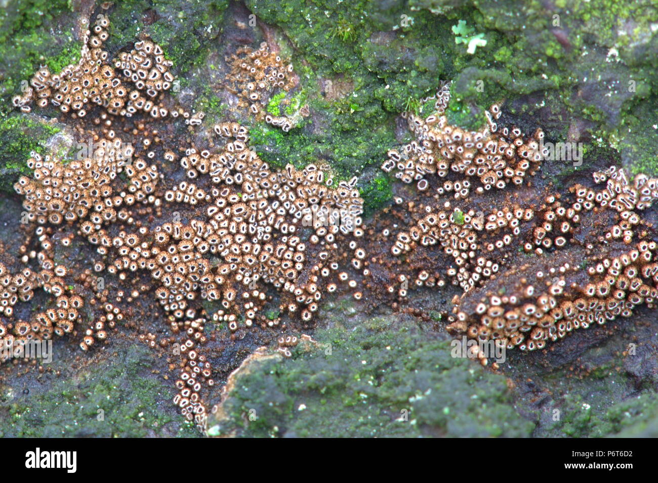Cluster of tiny fungi called Merismodes anomala Stock Photo