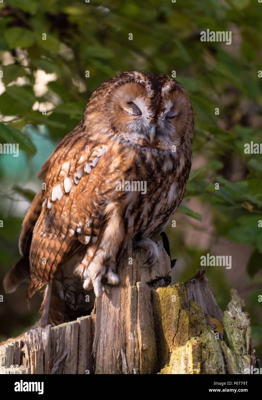 Closeup photo of a Tawny owl sleepingon a tree Stock Photo