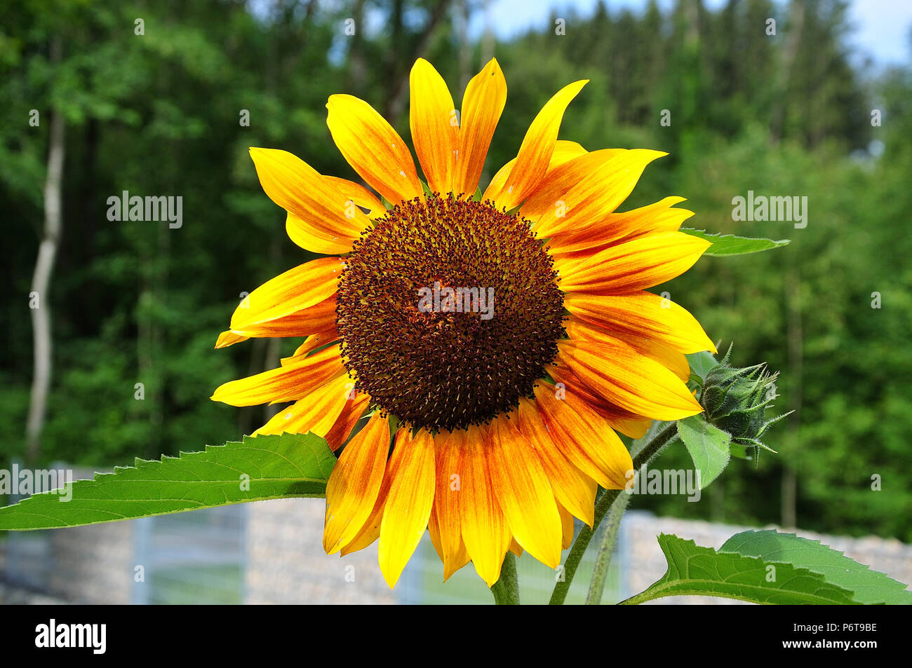 closeup of yellow ray flowers and brown disc flowers of a common sunflower in a garden Stock Photo