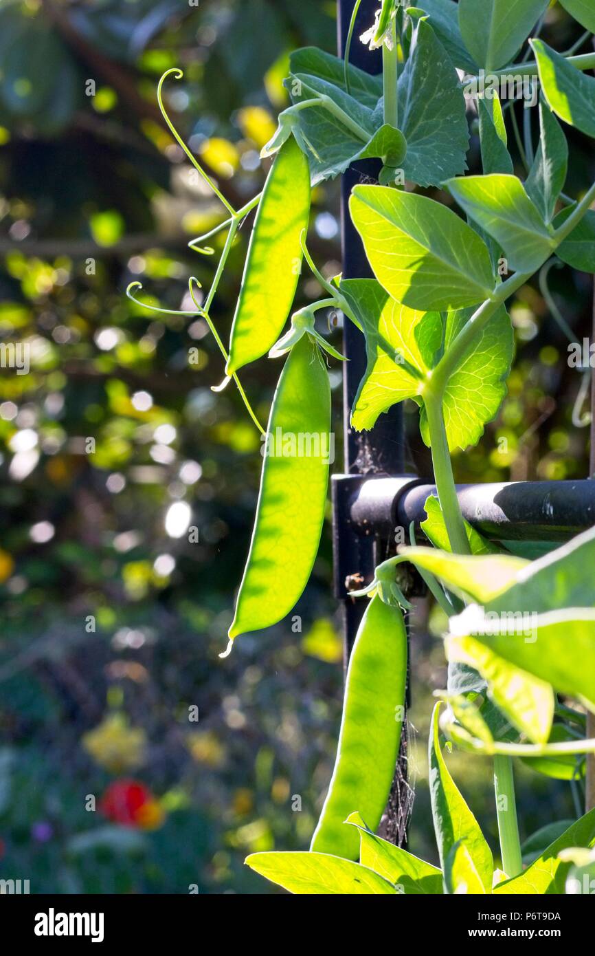 Growing peas hires stock photography and images Alamy