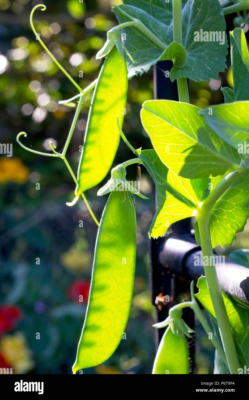 Growing peas hires stock photography and images Alamy