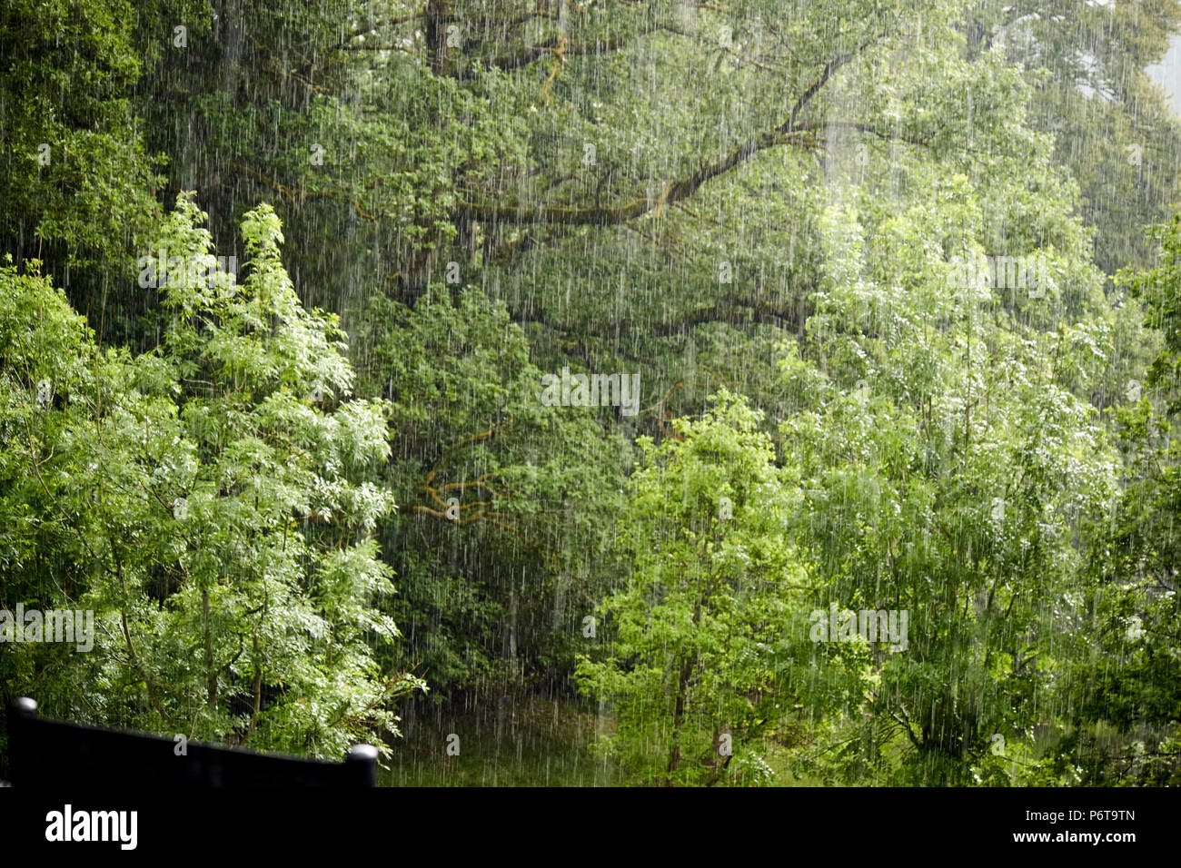 looking out at heavy rain in woodland during british summer lake district england uk Stock Photo