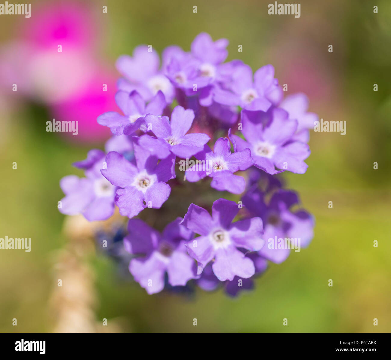 Close-up detail of a bunch of purple Elizabeth Earle flowers Primula allionii in garden Stock Photo