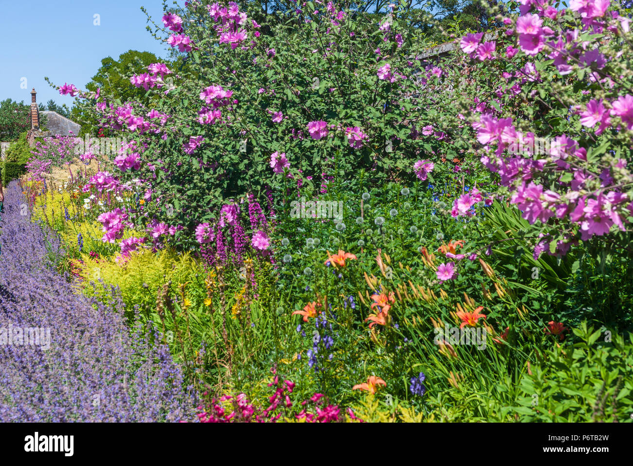 colourful herbaceous border walled garden summer uk Stock Photo