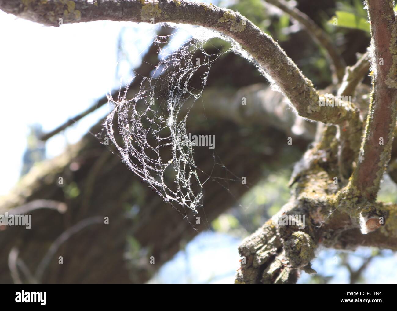 Tree cobwebs hires stock photography and images Alamy