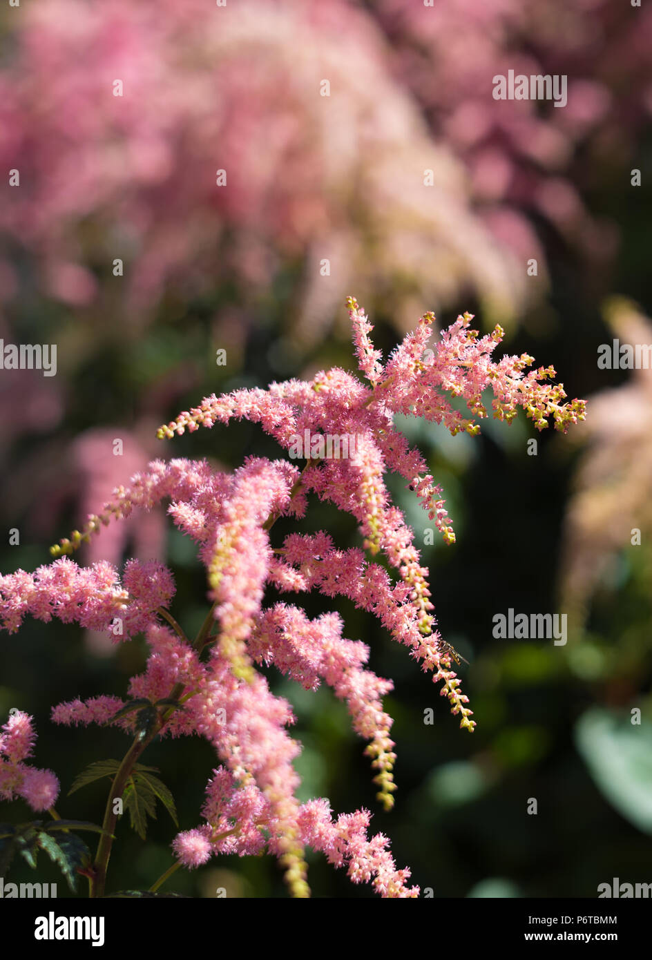 Pink flower background with blur Stock Photo